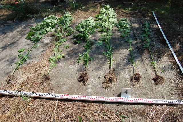 Vádemelés a jánossomorjai füvesemberek ügyében